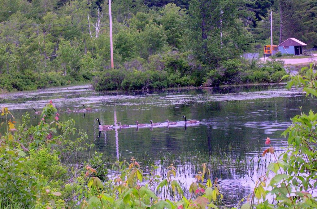 Early morning geese swimming in Gregg Lake