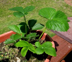 My Strawberry Plant