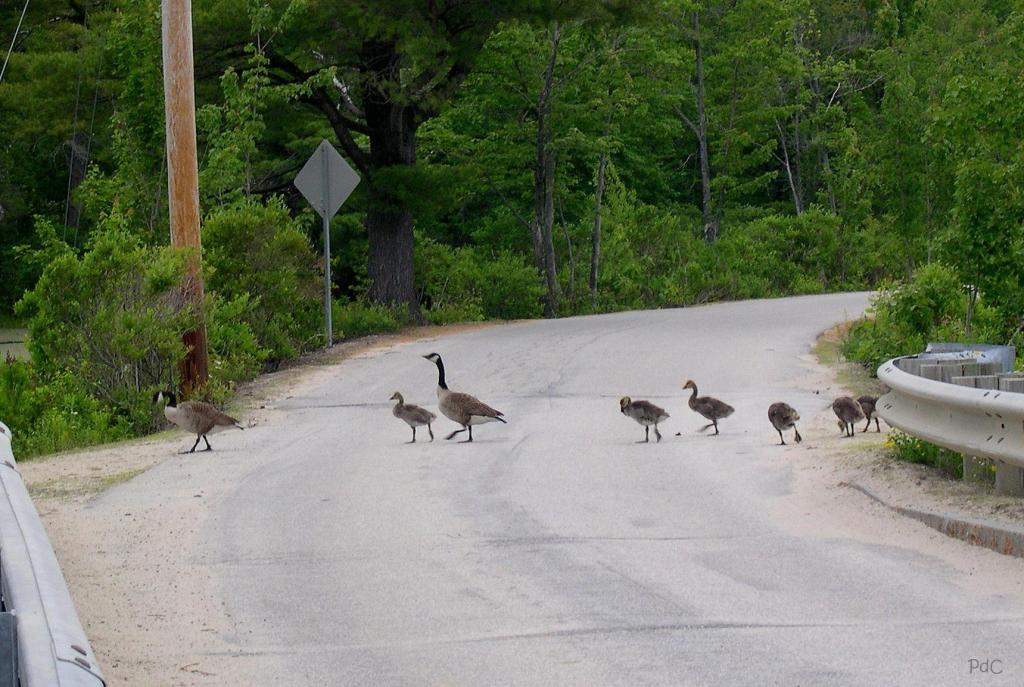 Family of eight geese cross the road