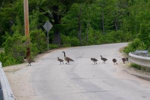Family of 8 crosses the road