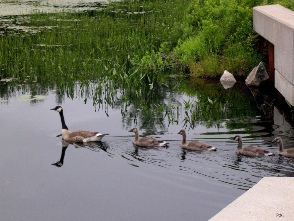 Family of geese swim under the bridge