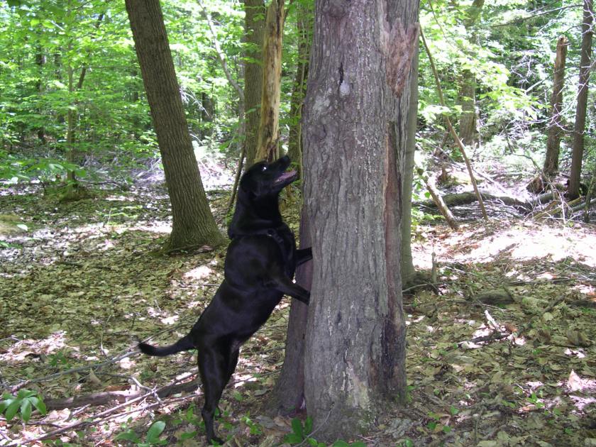 Chasing Chipmunks Chasing Chipmunks