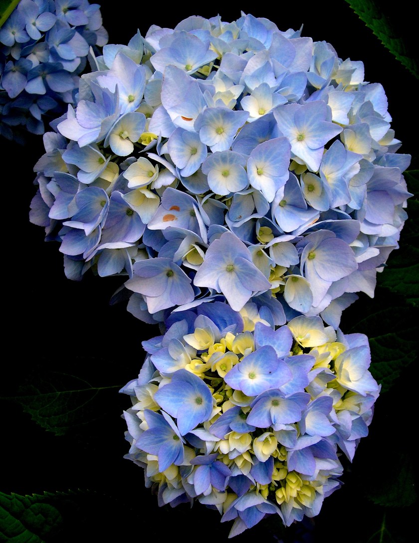 Blue Hydrangeas