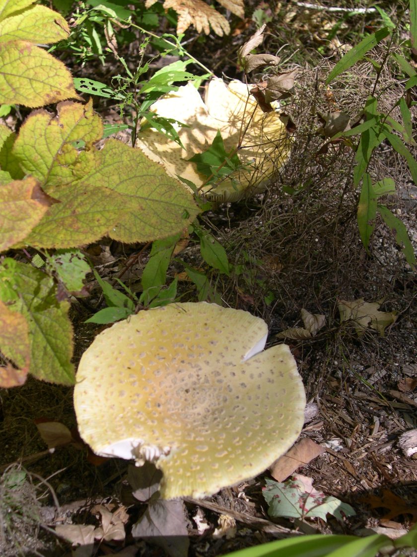 Fly Amanita *Deadly Poisonous