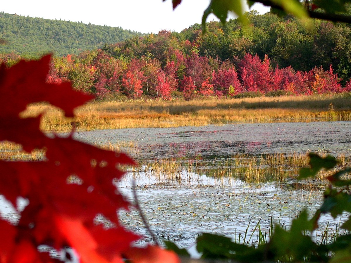 New England’s Foliage, October&nbsp;2010
