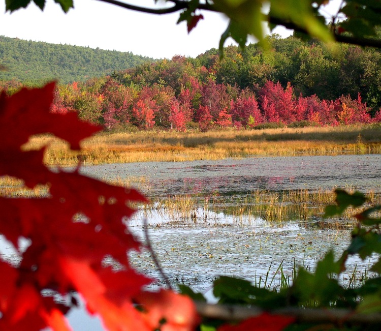 Autumn foliage in New Hampshire