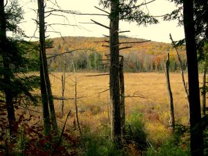 Late Autumn View