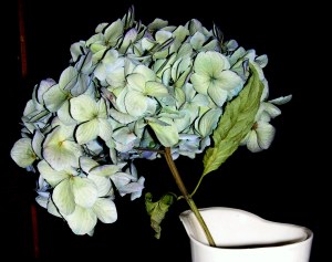 Dried Hydrangea