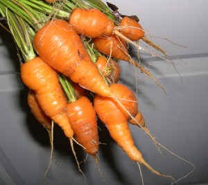 carrots