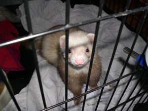 ferret