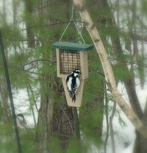 Suet Feeder