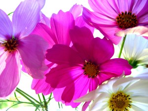 DSCN0049 Pink Cosmos