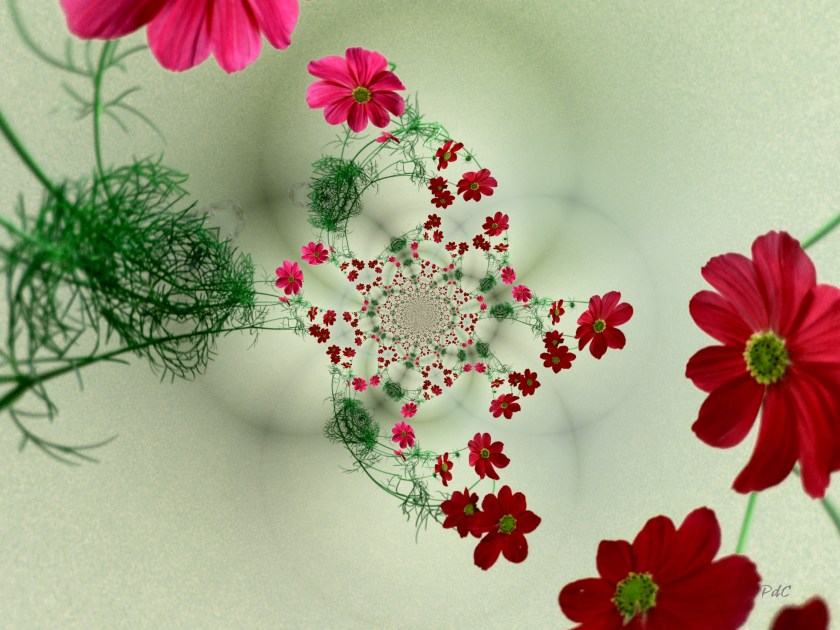 Red cosmos red cosmos