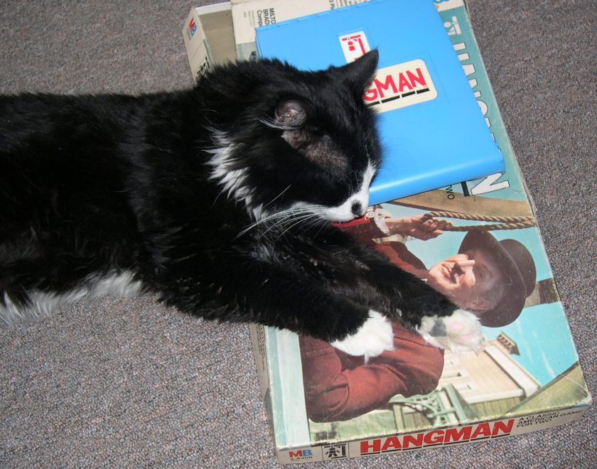 Cat sleeping on Hangman game