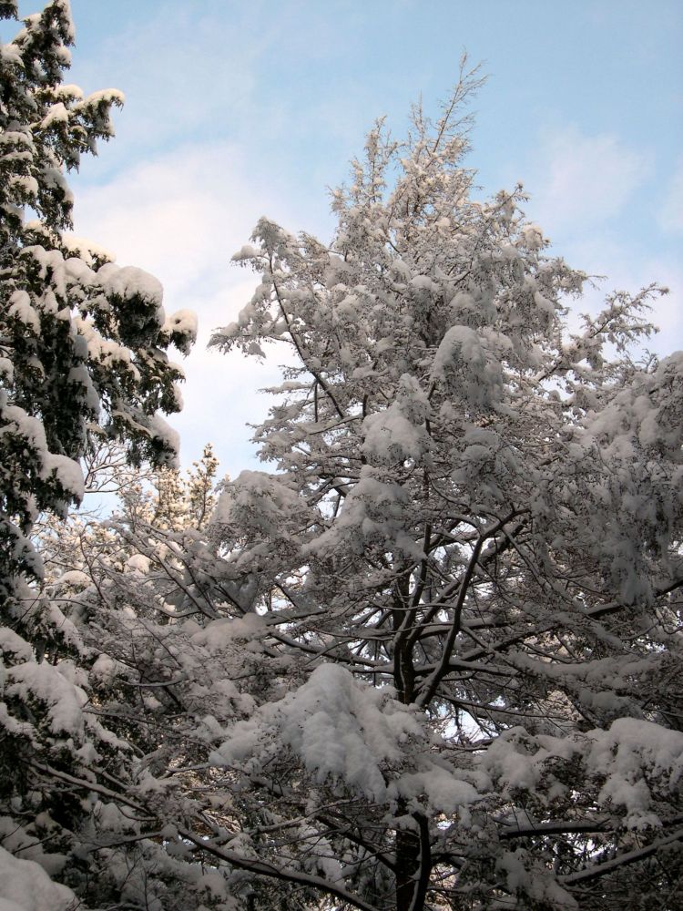 Trees covered with snow after a storm