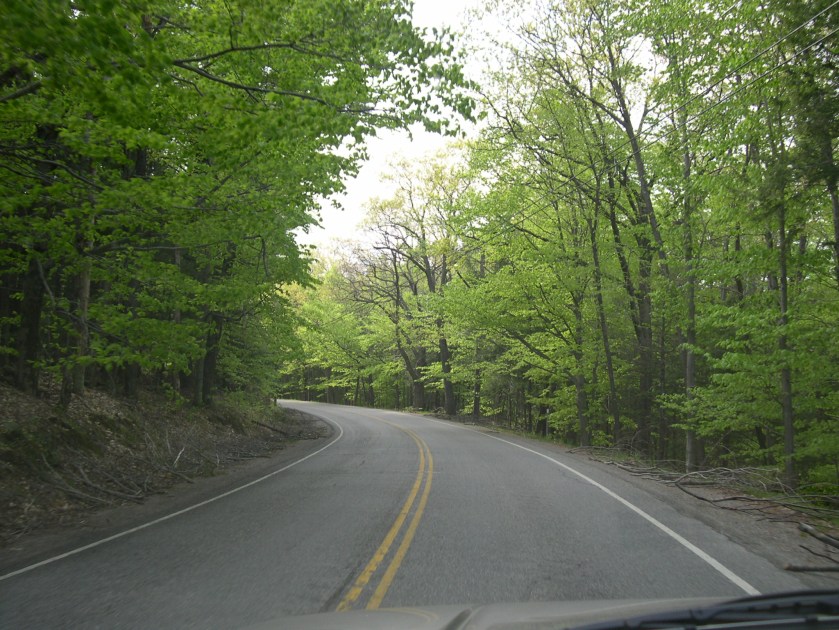 tree-lined road in summer