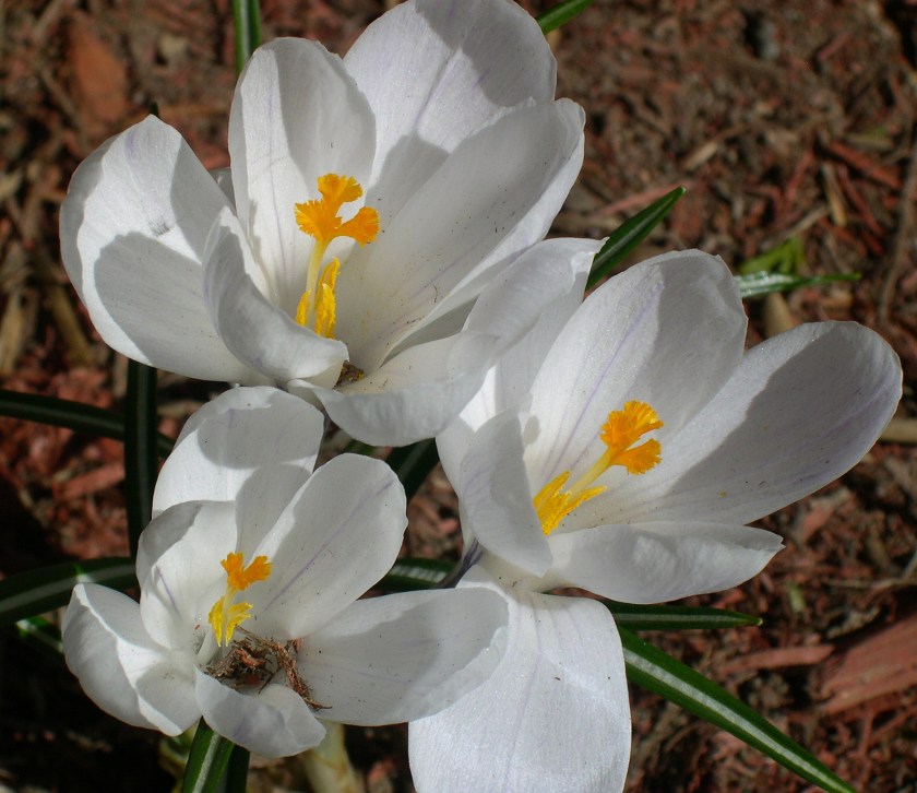 white crocus