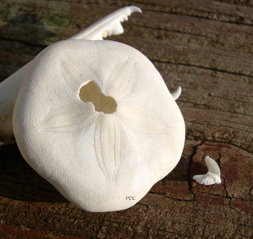 sand dollar