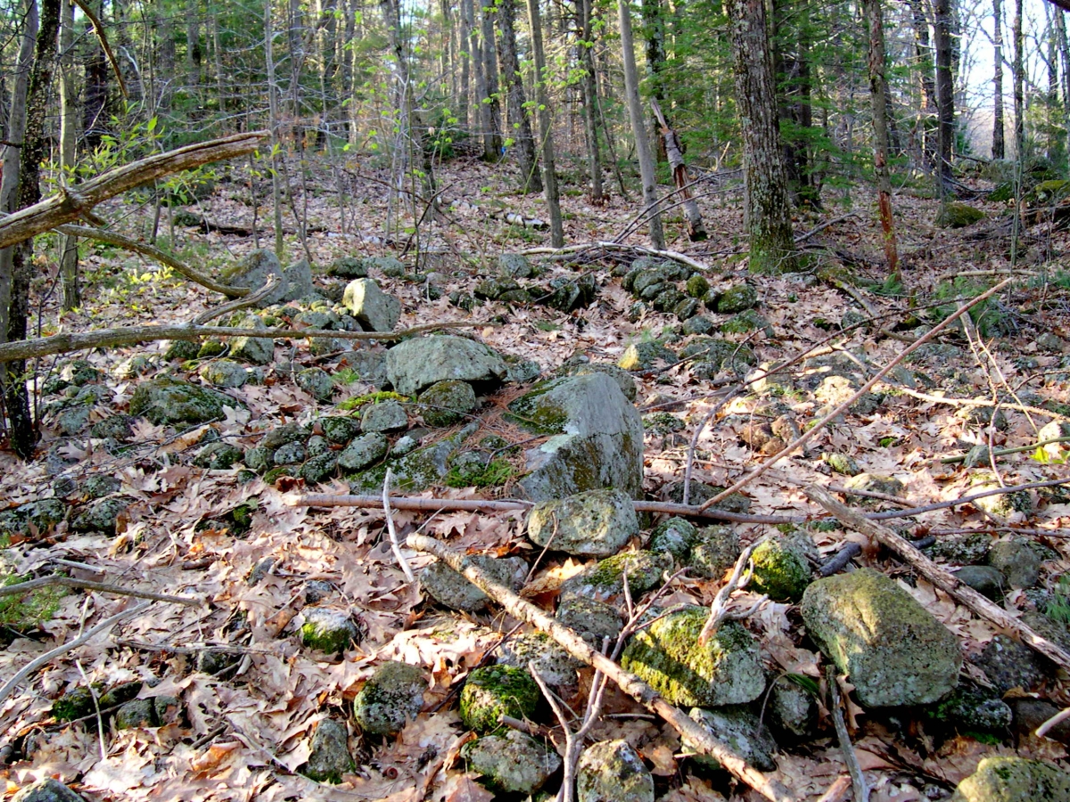forest, woods, hike with grandpa