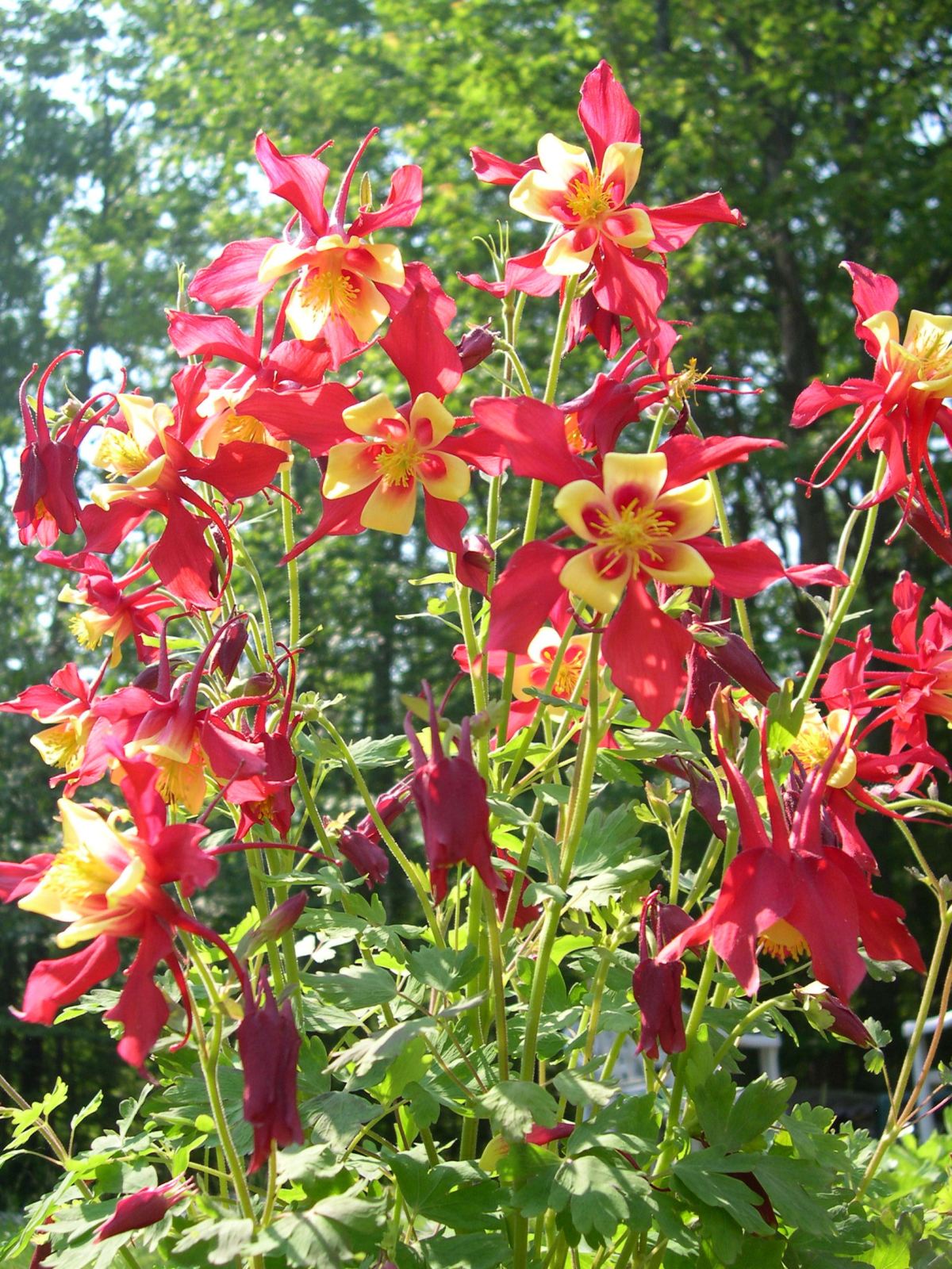 columbine plant