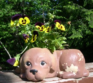 DSCN0120 Pansy dog planter