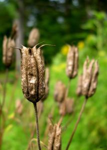 Columbine Seed dried seed pods