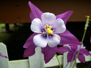 Purple Columbine Flower