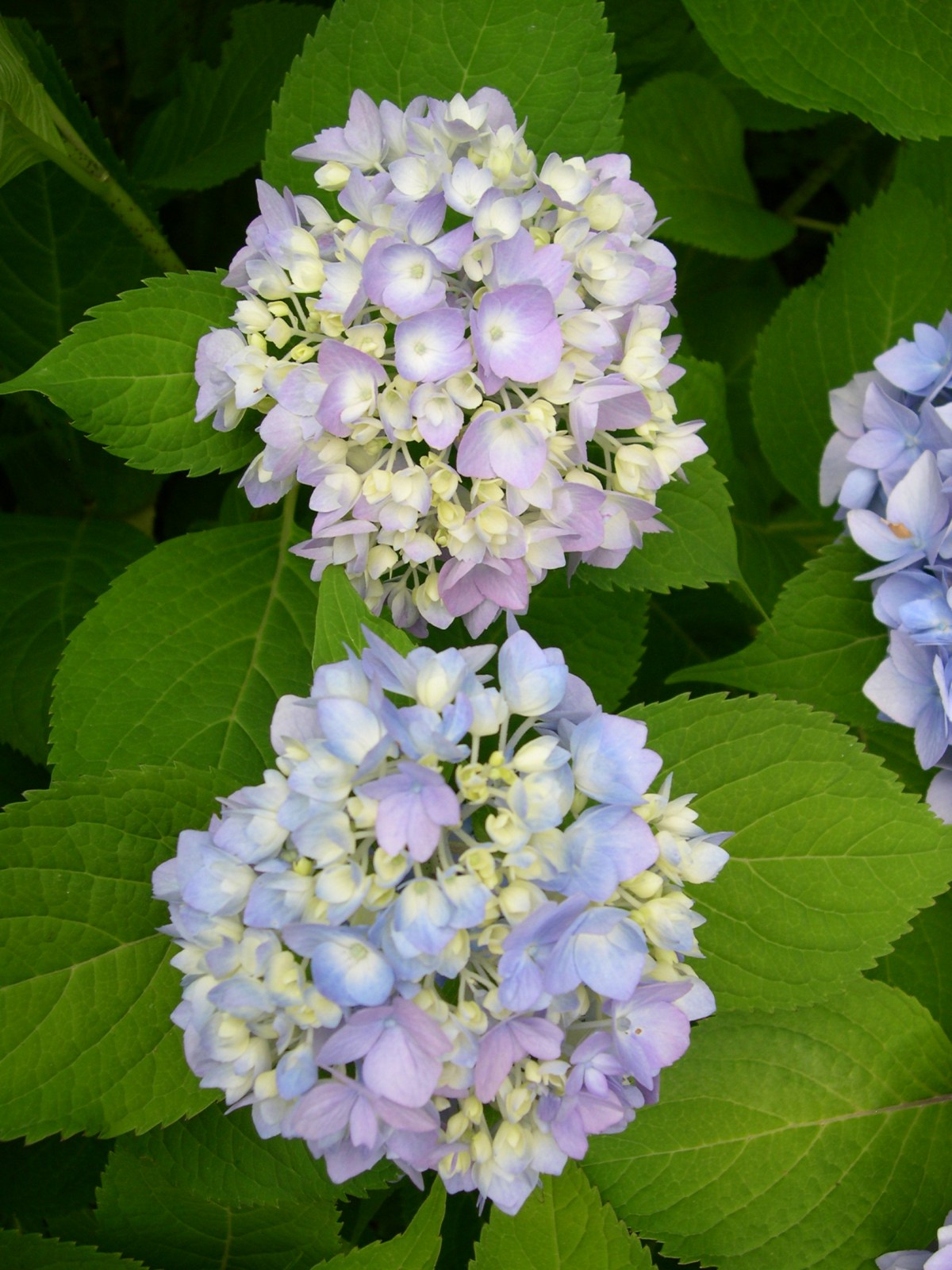 Time to Photograph The&nbsp;Hydrangeas