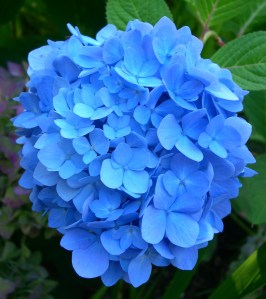 blue hydrangea