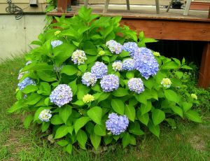 hydrangea shrub