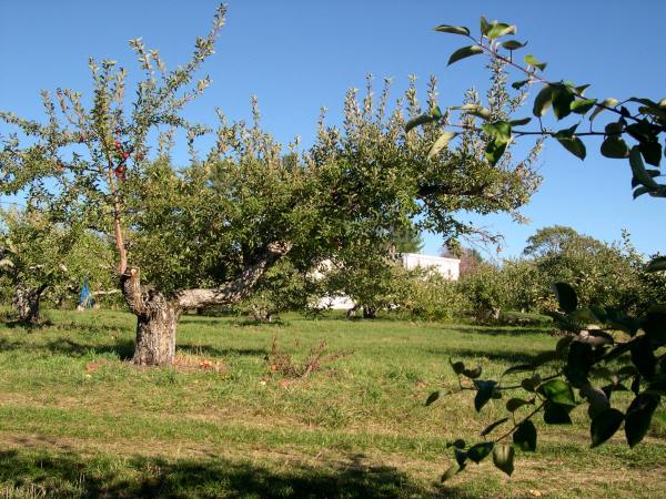 DSCN0003-1 View in the apple orchard