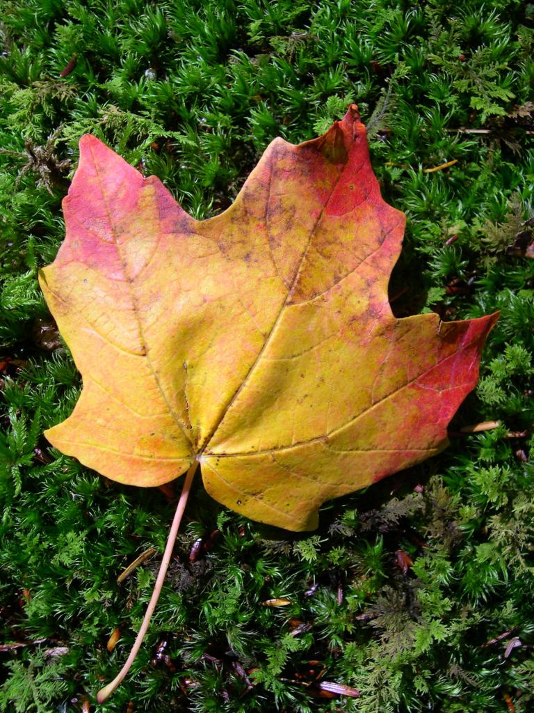 Maple leaf on green moss