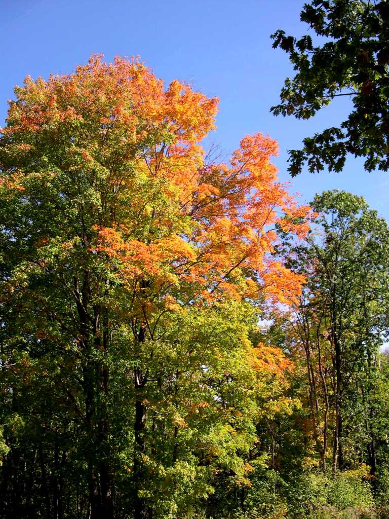 New England foliage season with a tree turning orange.