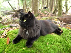 DSCN0044 black cat on green moss