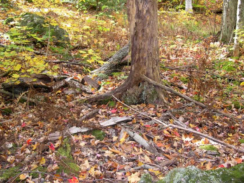 dead tree bark on the ground