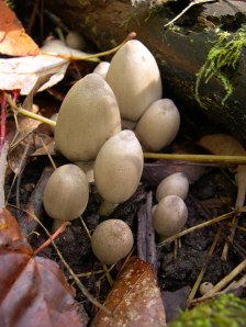 white mushrooms