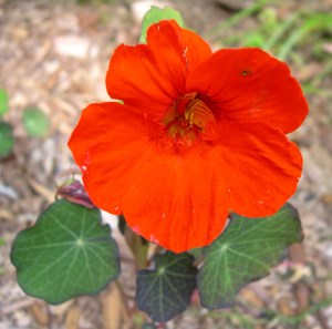 nasturtium flower Nasturtium flower