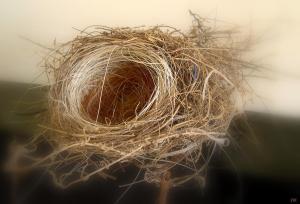 small bird's nest