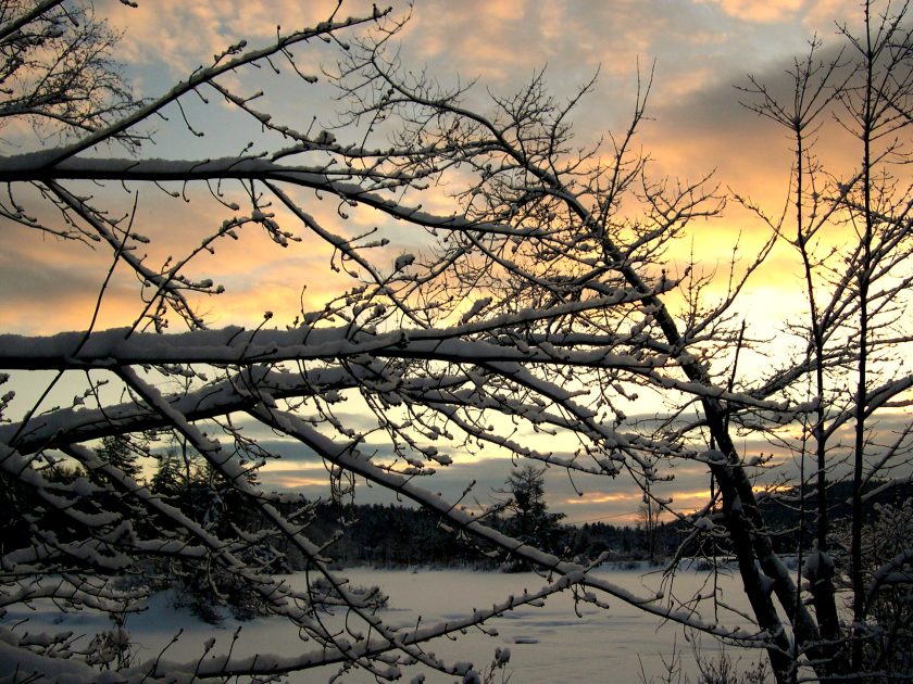 winter trees and sunrise