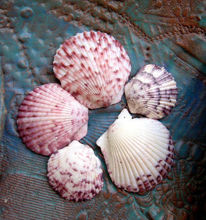 calico scallop seashells