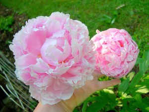 Pink peony