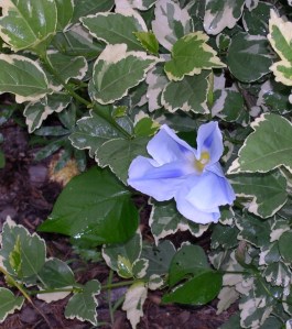 Rose of Sharon blue flower