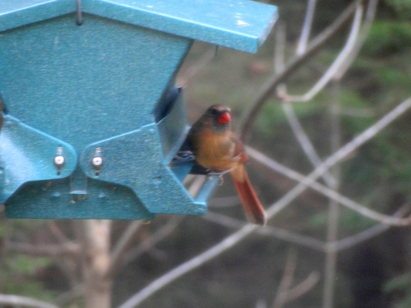Female Cardinal at a bird feeder