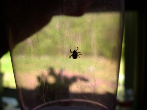 Tick in a glass