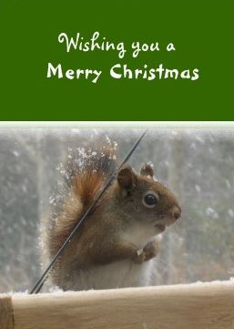 Cute red squirrel christmas card