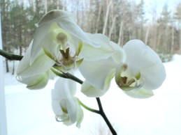 white orchid