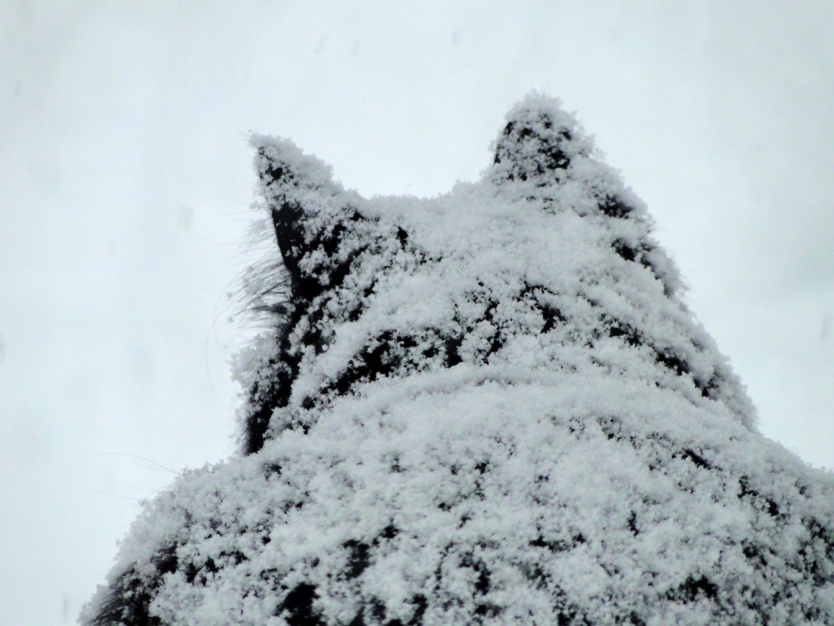 Happy New Year 2026 and Time to Cast&nbsp;On