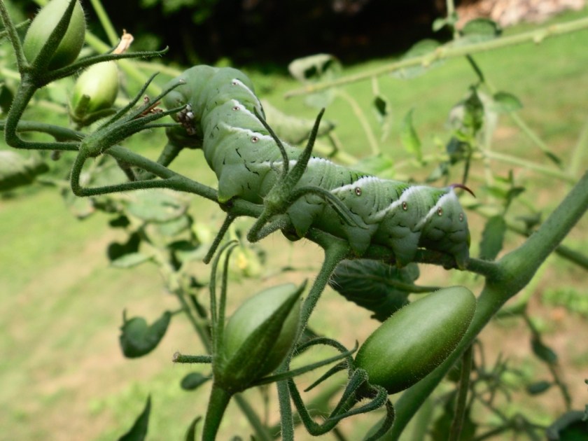 green caterpillar on tomato plant