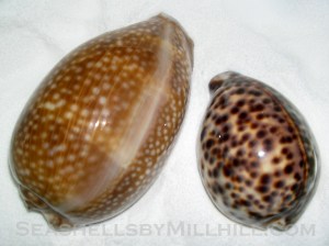 cowry seashells