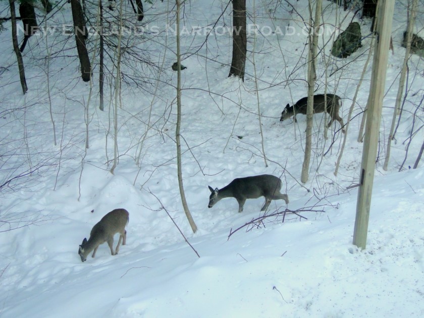 three deer in winter
